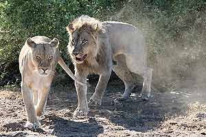 Lions about to mate