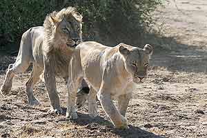 Lion male following female prior to mating