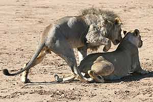 Lion male mounting female