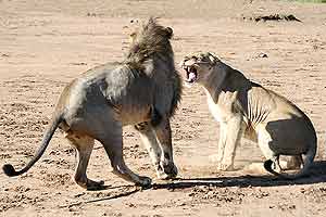 Lion female snarling at male after mating