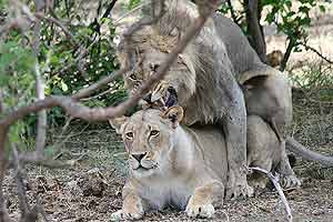 Lions mating