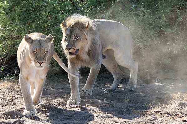Lion male following lioness to mate