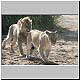 lion following female