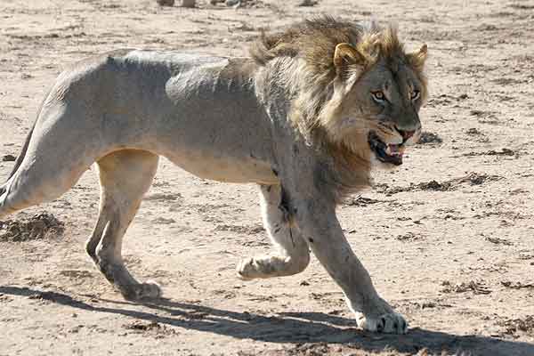 Lion male striding out