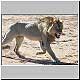 male lion looking to mate