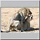 lion pair mating