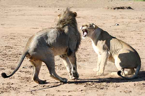 Lioness snarls at male lion after mating