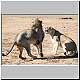 lioness snarling at male