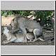 lion and lioness mating