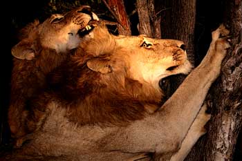 Male lions sharpening claws on tree, Sabi Sand, South Africa