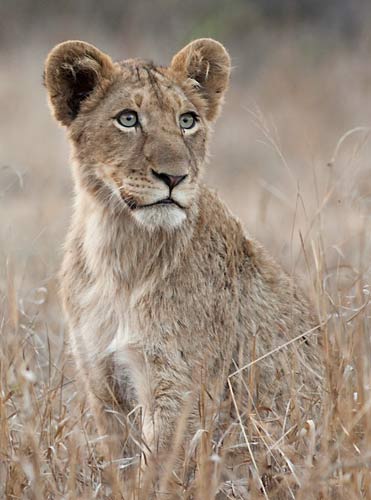 Young lion on alert, kruger national park