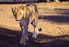 Lion walking