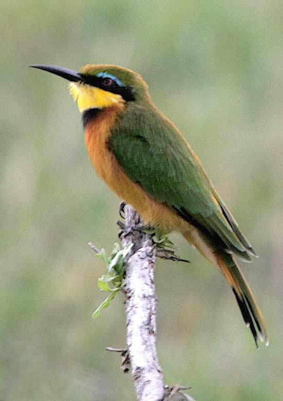 Little Bee-eater