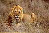 Picture of lion male, Kruger Park, South Africa