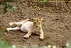 lioness with full belly, Botswana