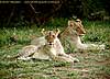 Picture of lion duo, Botswana