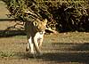 Photo of lionness walking, Botswana