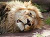 Close-up picture of lion's head, Botswana