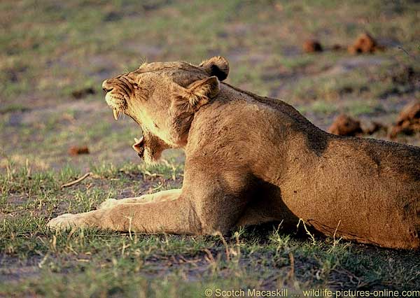 Lioness yawning, Chobe National Park, Botswana