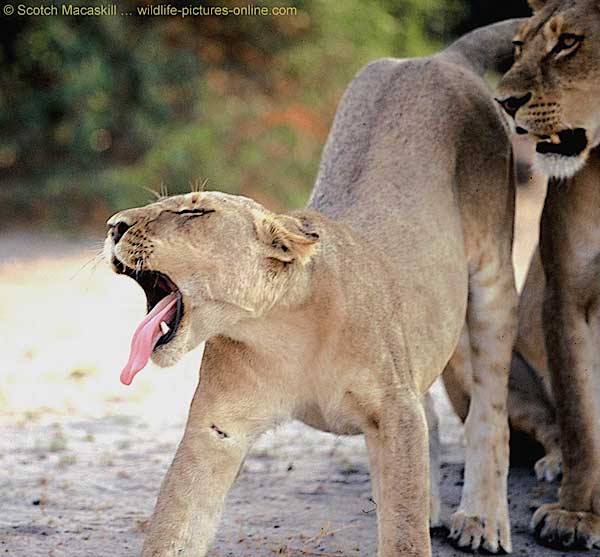 Lioness stretching and arching her back, Chobe National Park, Botswana