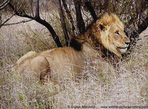 Lion with full belly resting under tree, Kruger National Park, South Africa