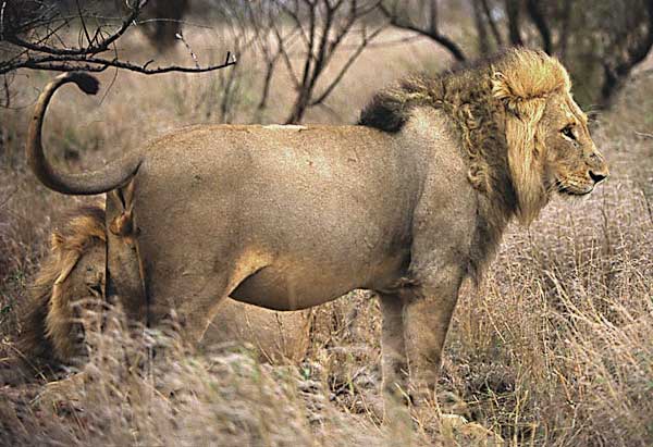 Lion male with full stomach after feeding on buffalo, Kruger National Park, South Africa