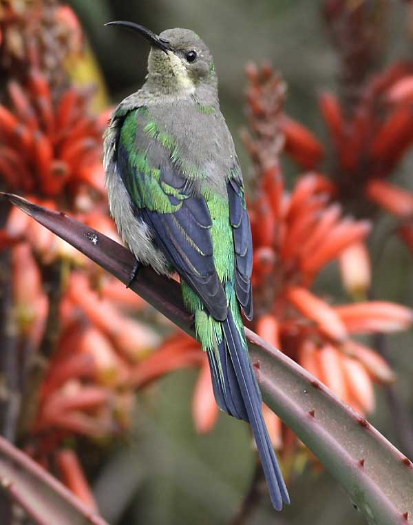 Malachite sunbird in eclipse plumage