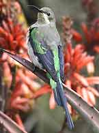 malachite sunbird in eclipse plumage