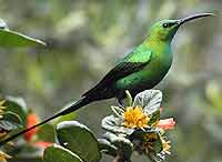 Malachite sunbird in breeding plumage