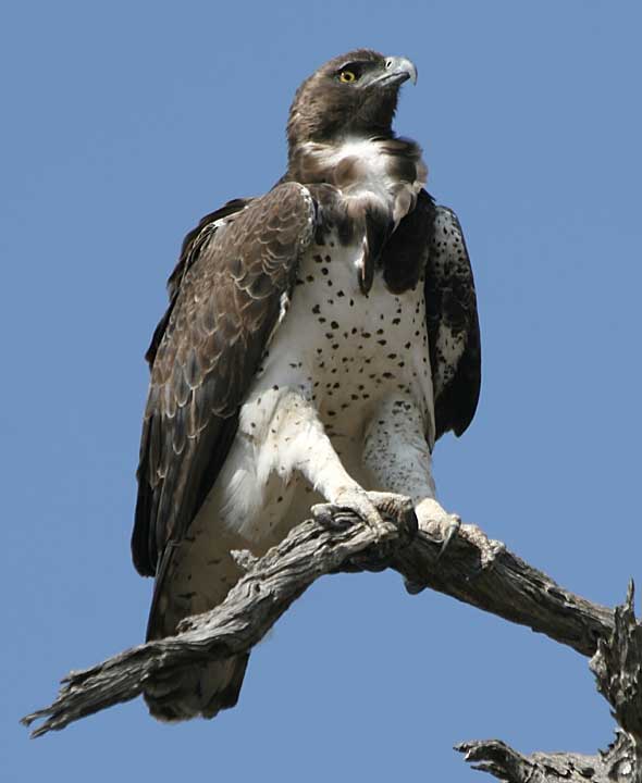 Martial eagle atop dead tree