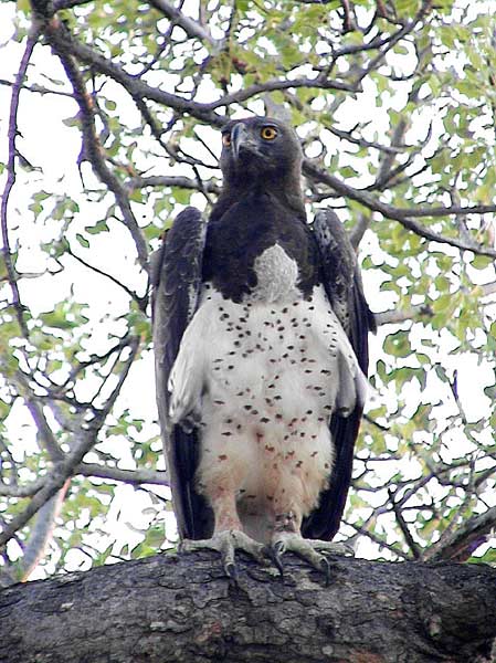Photo of Martial Eagle