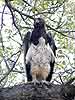 Martial Eagle