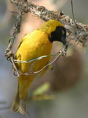 Lesser masked weaver building nest