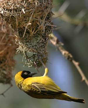 Lesser masked weaver adding spout to nest