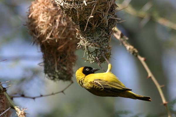 Lesser Masked Weaver