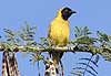 Lesser Masked Weaver