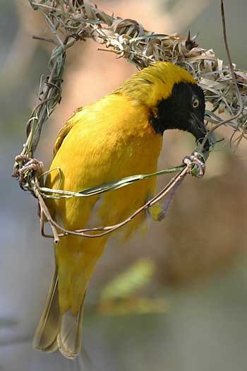 Masked weaver building nest, Kruger Park, South Africa