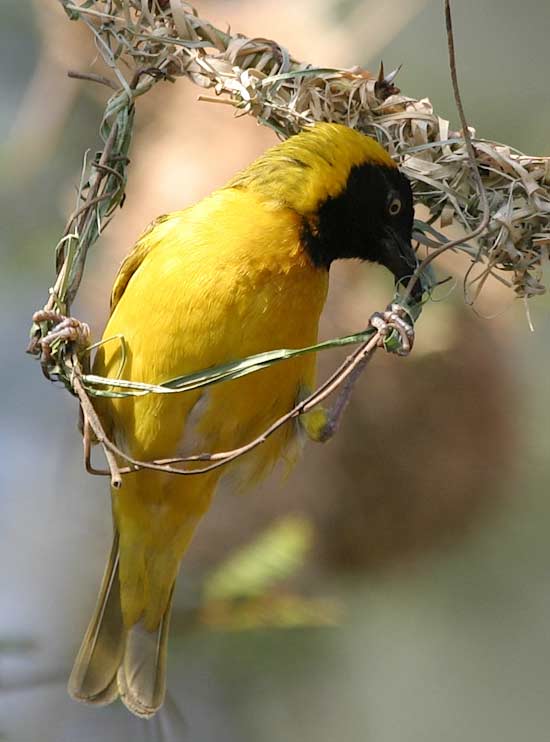 Lesser masked weaver building nest