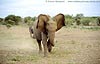 Pic of Elephant spraying water, Botswana