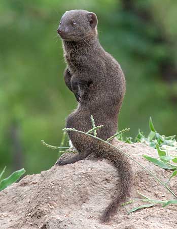 Dwarf mongoose on hind legs, Kruger National park