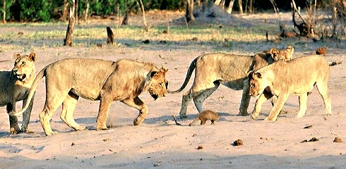 Picture of Lions surrounding mongoose