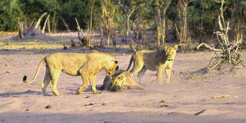 Picture of lion lunging at mongoose