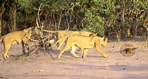 Picture of mongoose escaping from lions
