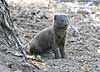 Dwarf mongoose picture