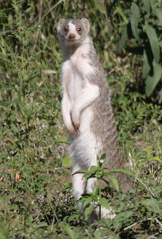 Banded mongoose with abnormal coloring