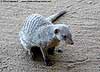 Banded mongoose