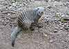 Banded Mongoose