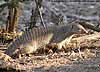 Banded mongoose picture