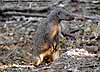 Banded Mongoose
