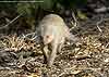 Banded Mongoose walking